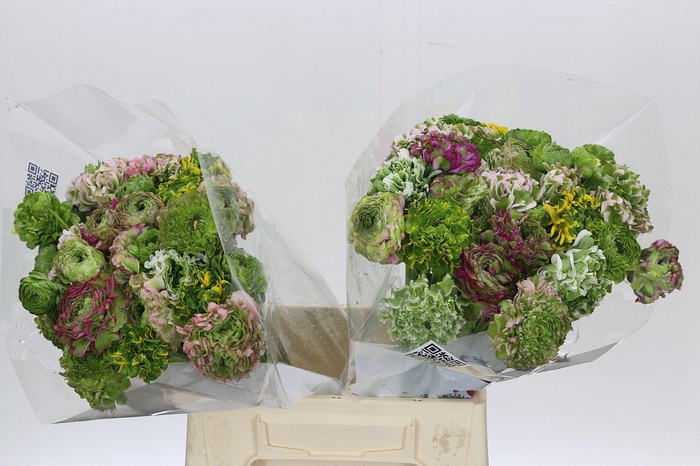 <h4>Ranunculus Clooney Pon Pon Rainbow</h4>
