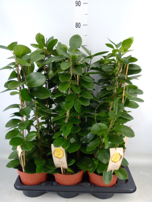 <h4>Hoya australis</h4>