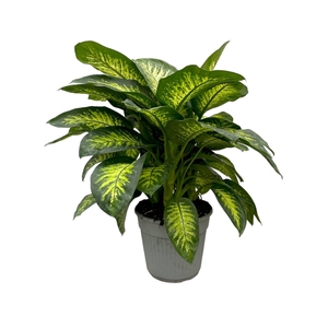 DIEFF SE TROPIC SNOW