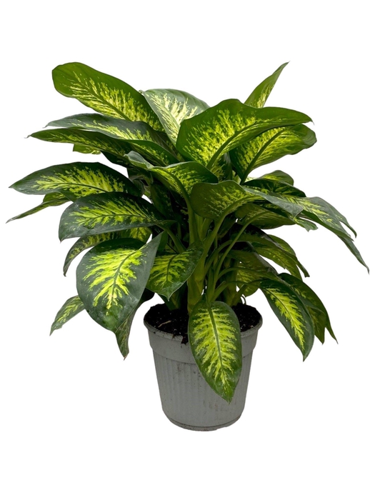 <h4>DIEFF SE TROPIC SNOW</h4>