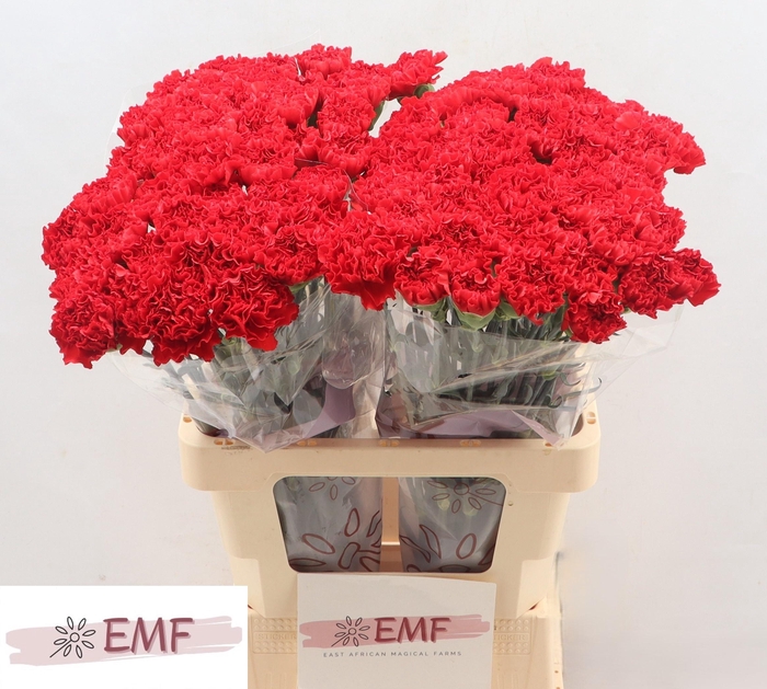 <h4>DI ST RED MOON+</h4>