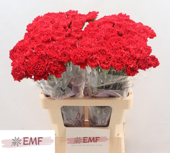 <h4>DI ST RED MOON+</h4>