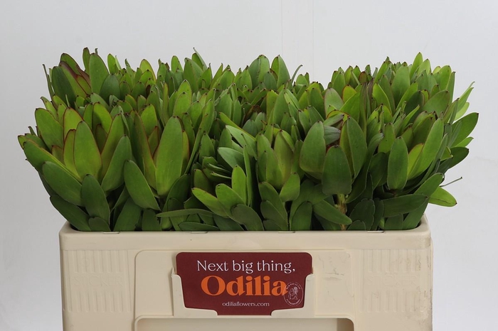 <h4>Leucadendron Goldstrike</h4>