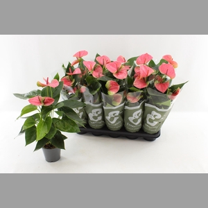 ANTHU AN SWEET DREAM