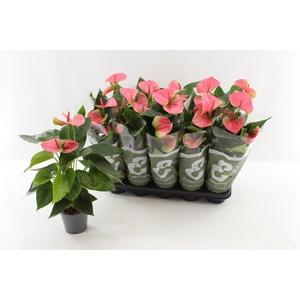 ANTHU AN SWEET DREAM