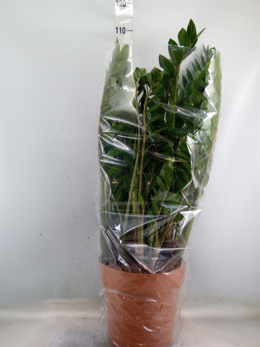 <h4>Zamioculcas zamiifolia</h4>