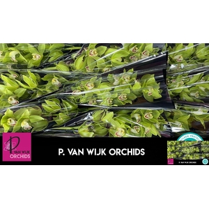 CYMB T GREEN GIANT