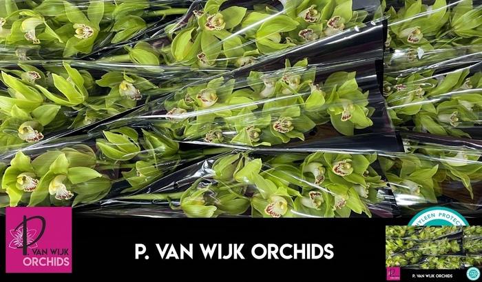 <h4>CYMB T GREEN GIANT</h4>