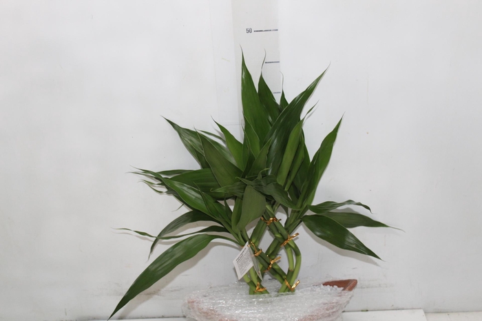 <h4>BAMBOO BARCA</h4>