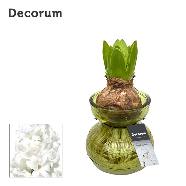 <h4>Hyacinth in Glass HL32080WP [SPECIAL]</h4>