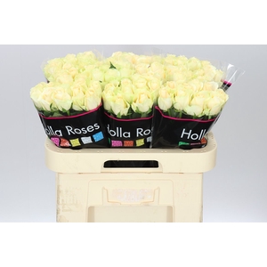 Rosa Gr Magic Avalanche