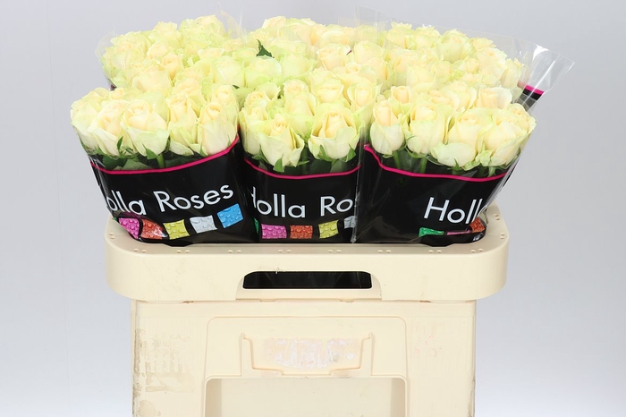 <h4>Rosa Gr Magic Avalanche</h4>