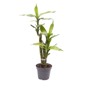 DRACAENA SANDERIANA p6 Lucky Bamboo