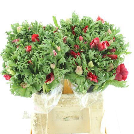 <h4>Anem Co Mar Red</h4>