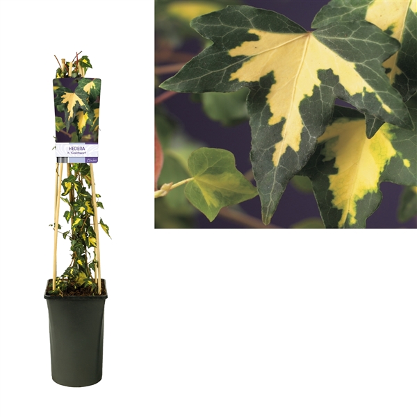 <h4>Hedera h. 'Goldheart' +light label</h4>