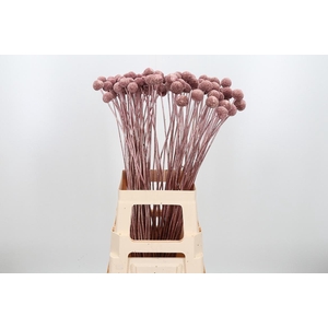 Craspedia Kl Bh Rose Goud Xl