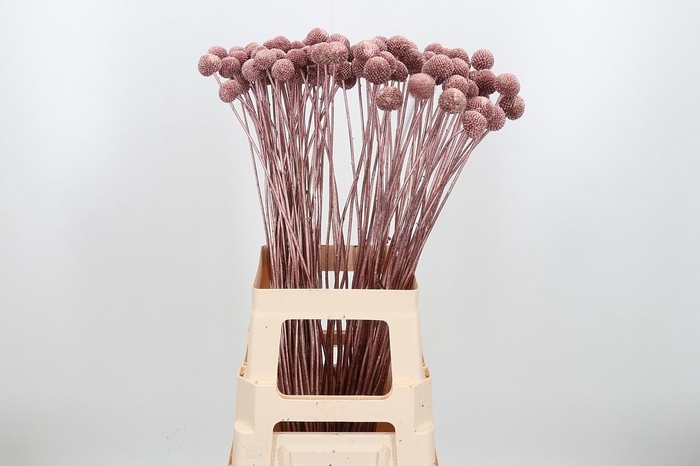 <h4>Craspedia Kl Bh Rose Goud Xl</h4>