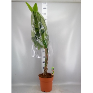 Pachira aquatica