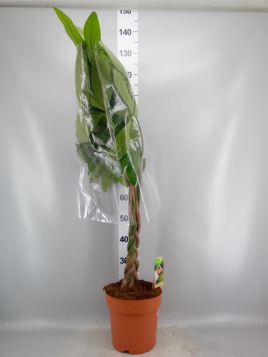 <h4>Pachira aquatica</h4>