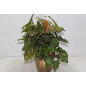 COQ. PLANTAS ORN. T4