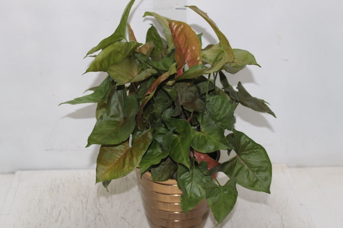<h4>COQ. PLANTAS ORN. T4</h4>