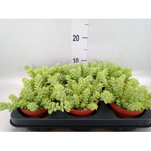 Sedum burrito