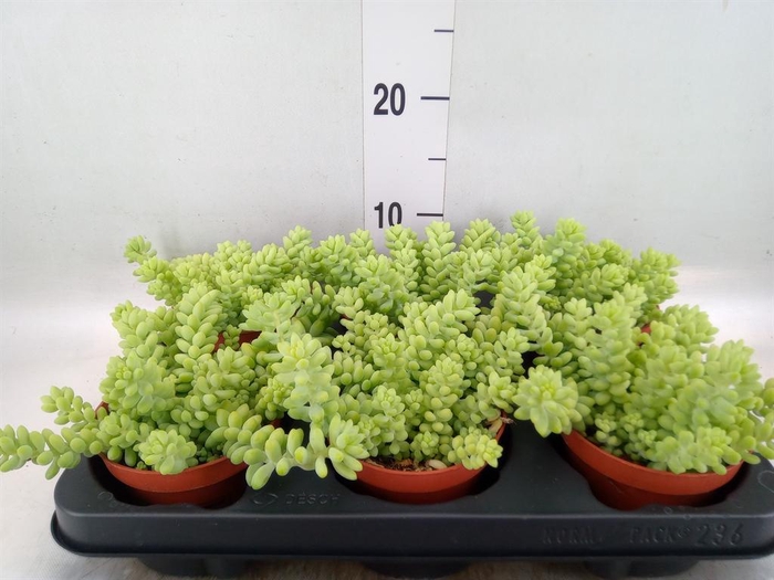 <h4>Sedum burrito</h4>