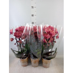 Phalaenopsis  'Elegant Cascade'