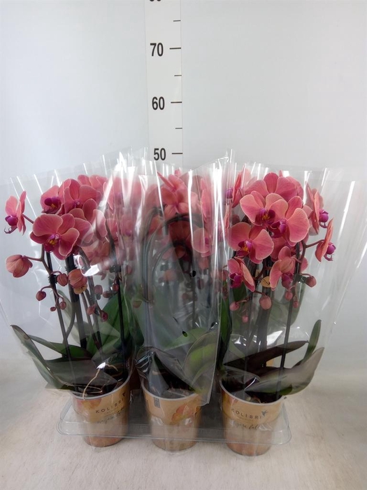 <h4>Phalaenopsis  'Elegant Cascade'</h4>