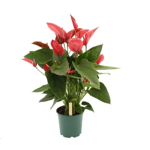 Anthurium andr. 'Melodia Ibis'