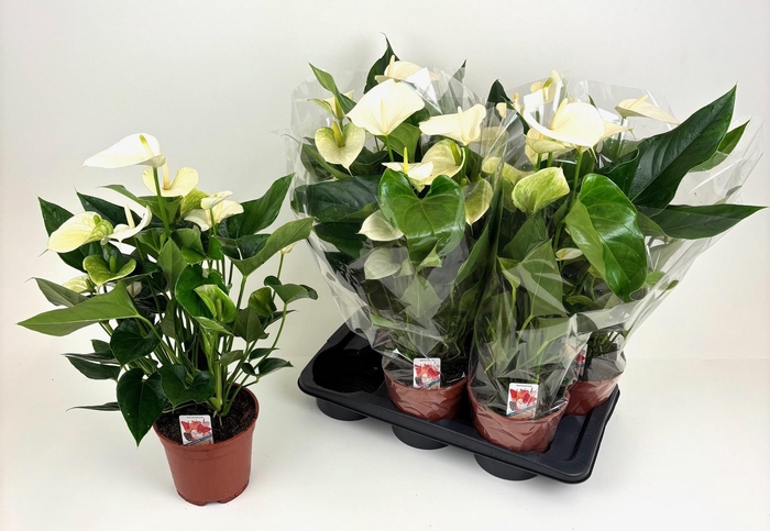 <h4>ANTHU FL PRISTINO</h4>