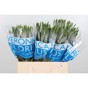 Veron Smart Luna Wit