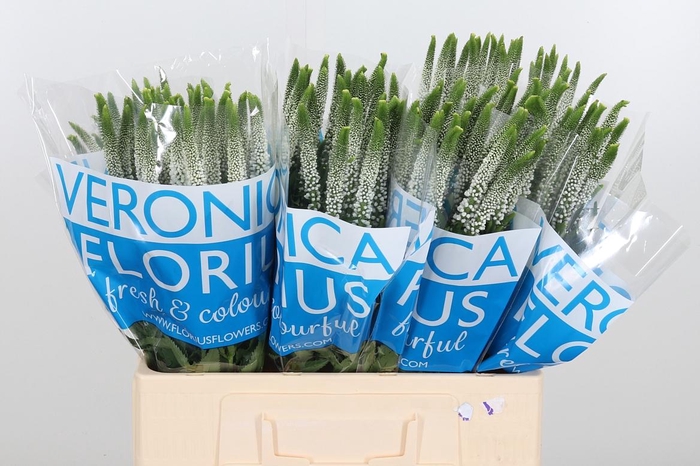 <h4>Veron Smart Luna Wit</h4>