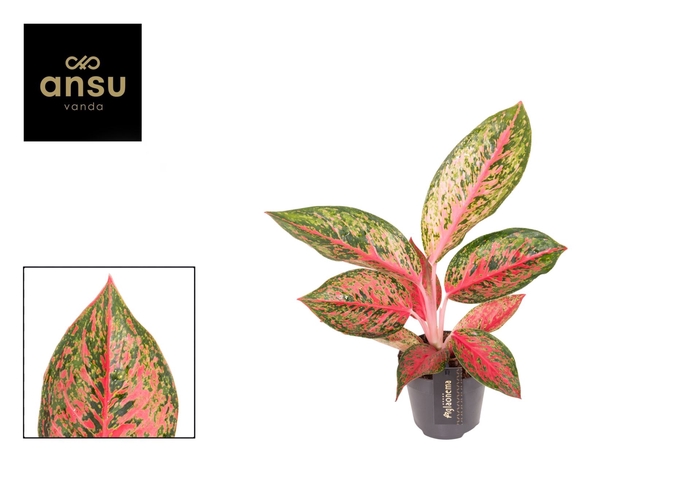 <h4>Aglaonema Lychee Red</h4>