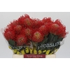 Nutans Ayoba Red