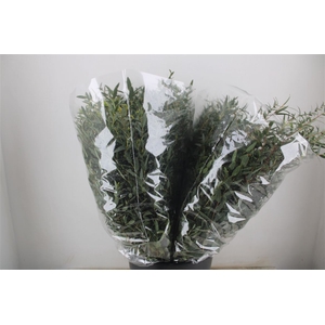 Euca Parvifolia 200gr P Bunch