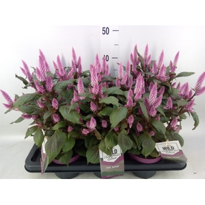 Celosia spic. 'Wild Pink'