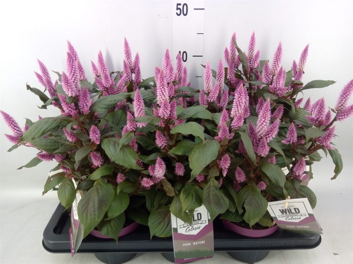 <h4>Celosia spic. 'Wild Pink'</h4>