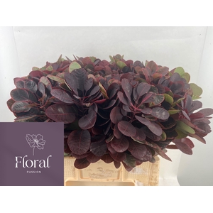 COTI C ROYAL PURPLE