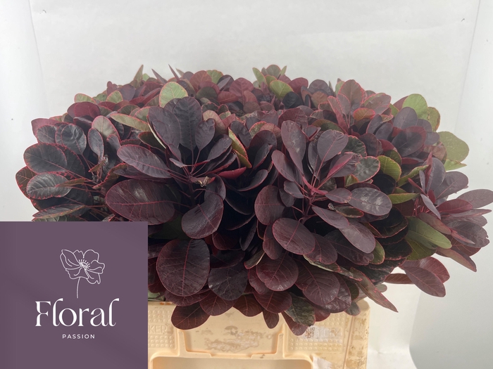 <h4>COTI C ROYAL PURPLE</h4>