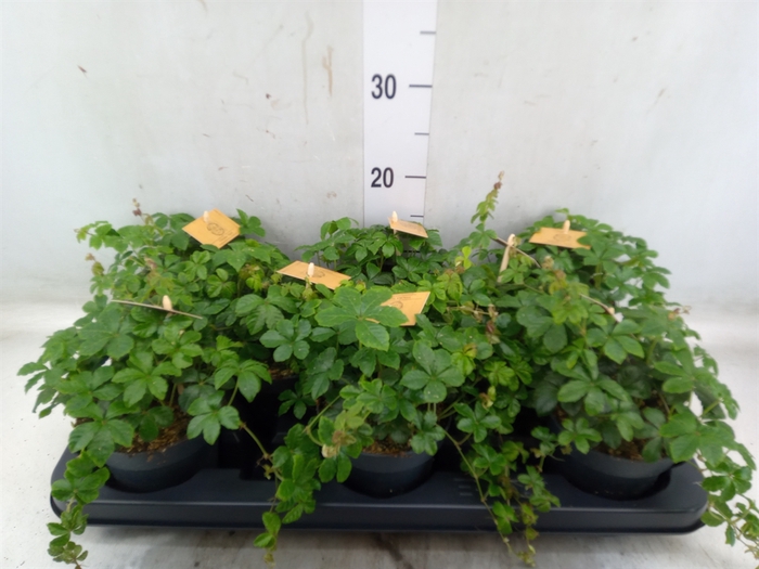 <h4>Parthenocissus  'Sugar Vine'</h4>