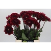 Dahlia Red Runner