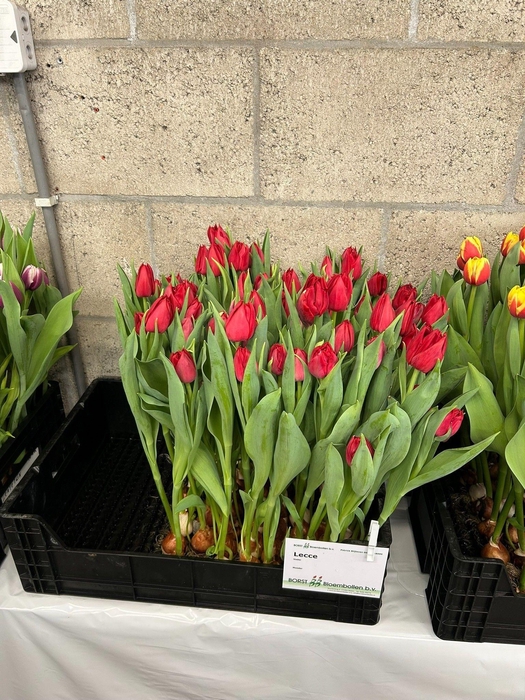 <h4>Tu Du Lecce</h4>