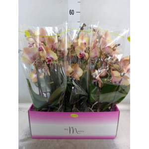 Phalaenopsis   ...yellow