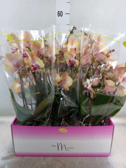 <h4>Phalaenopsis   ...yellow</h4>