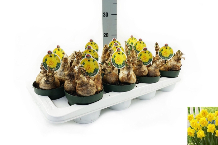 <h4>Narcis Sherborne</h4>