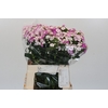 Dianthus Br Amazon Rose Magic