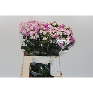 Dianthus Br Amazon Rose Magic
