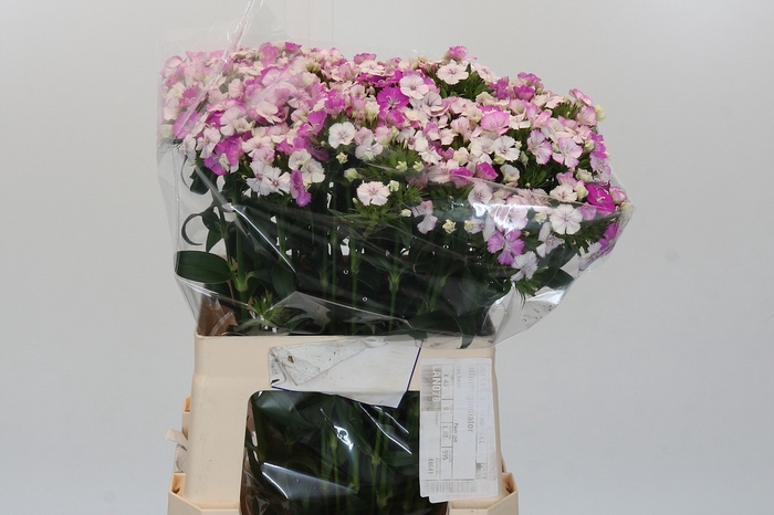 Dianthus Br Amazon Rose Magic