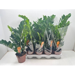 ZAMIO ZAMIIFOLIA